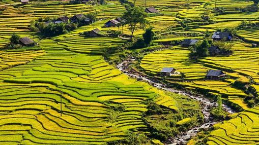 Rizières en terrasse à Sapa