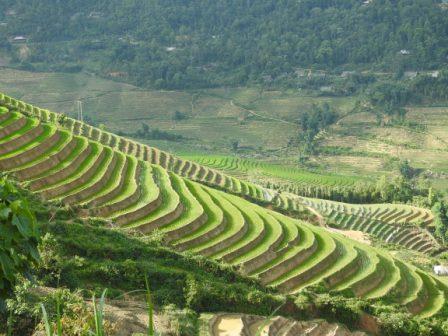 Le riz une semaine après le repiquage au village Ban Ho, Sapa