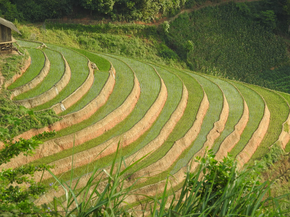 les rizières en terrrasse aux villagex Lao Chai Ta Van