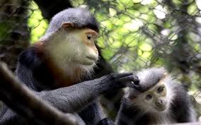 Cuc Phuong national park