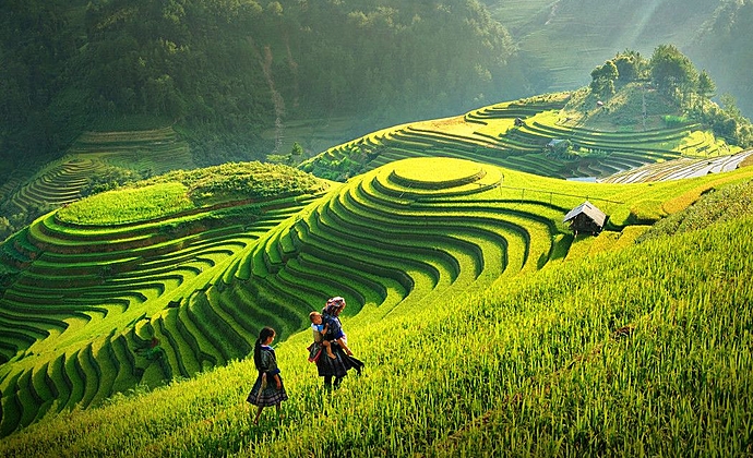 Rizières en terrasse à Mu Cang Chai
