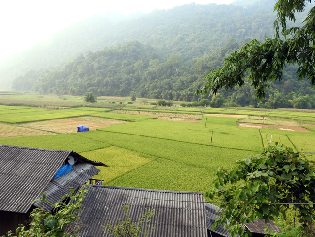 Rice fields in Ba Be lake