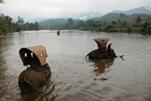 Ride an elephant in Luang Prabang, Laos
