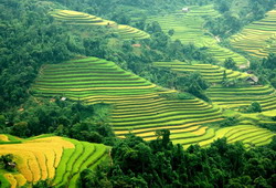 Rice fields on terrace in Sapa