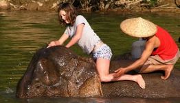 Elephant Experience