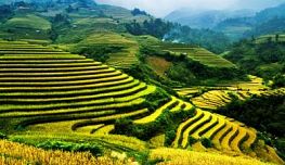 Mu Cang Chai - Sapa: best time to travel