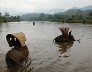 Biking & Elephant ride 